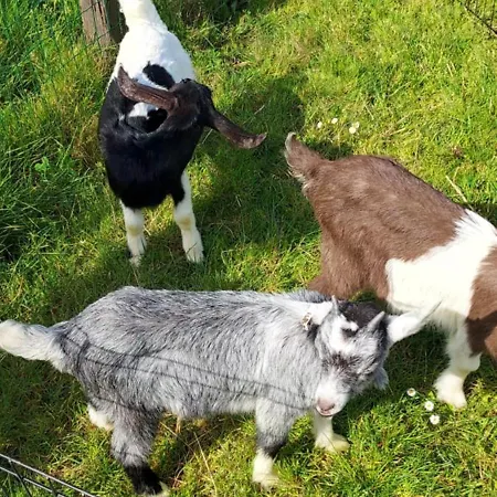 Les Voiles D'anjou *